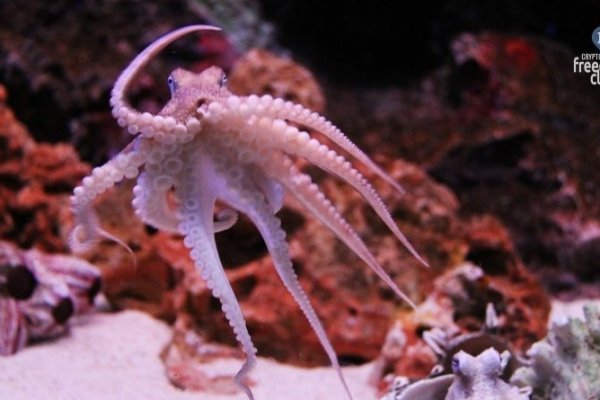Kraken 6 at