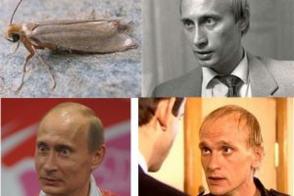 Кракен вход kr2web in